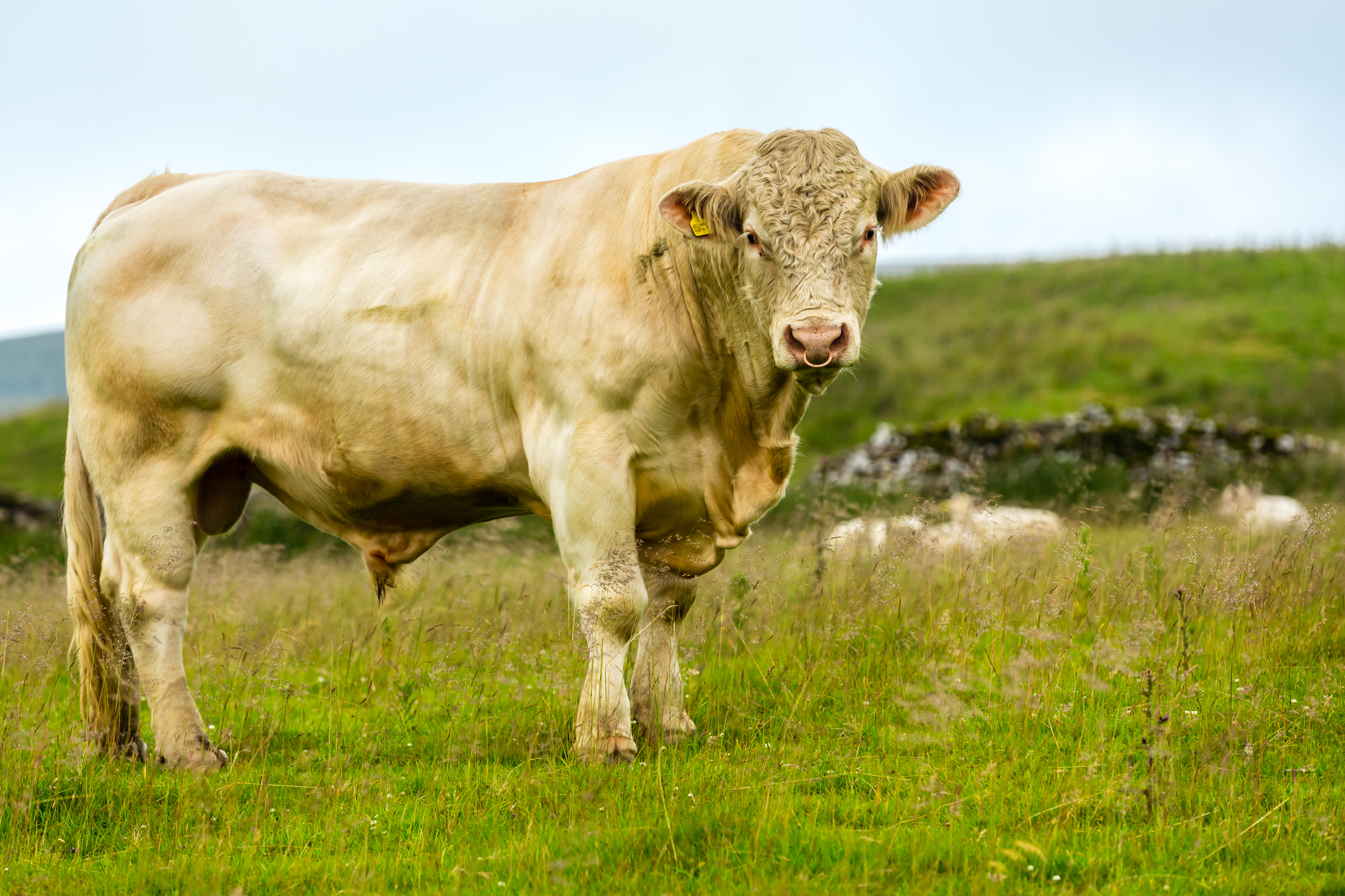 Weißes Rind auf der Wiese Ein weißes Rind steht auf einer grünen Wiese mit sanften Hügeln im Hintergrund.