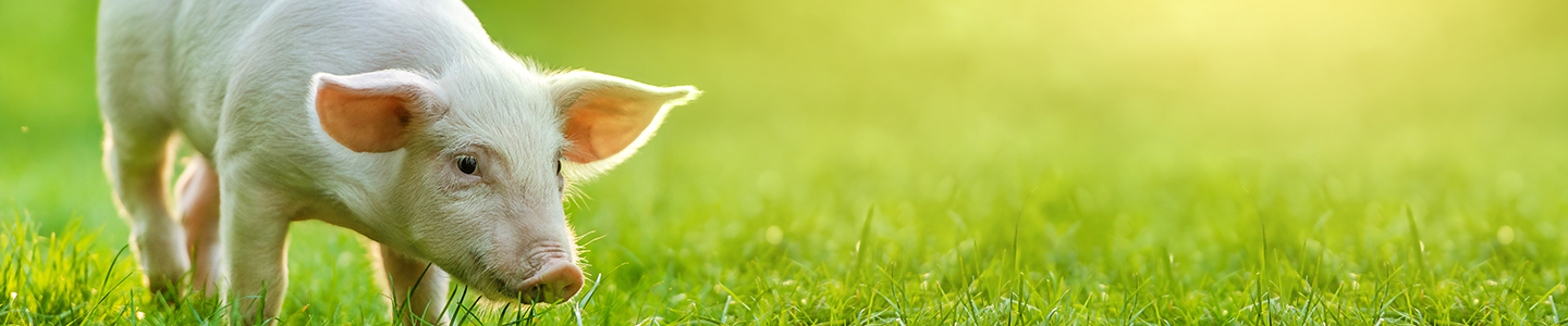 Schwein auf der Wiese Ein kleines, rosa Schwein, das auf einer grünen Wiese grast.