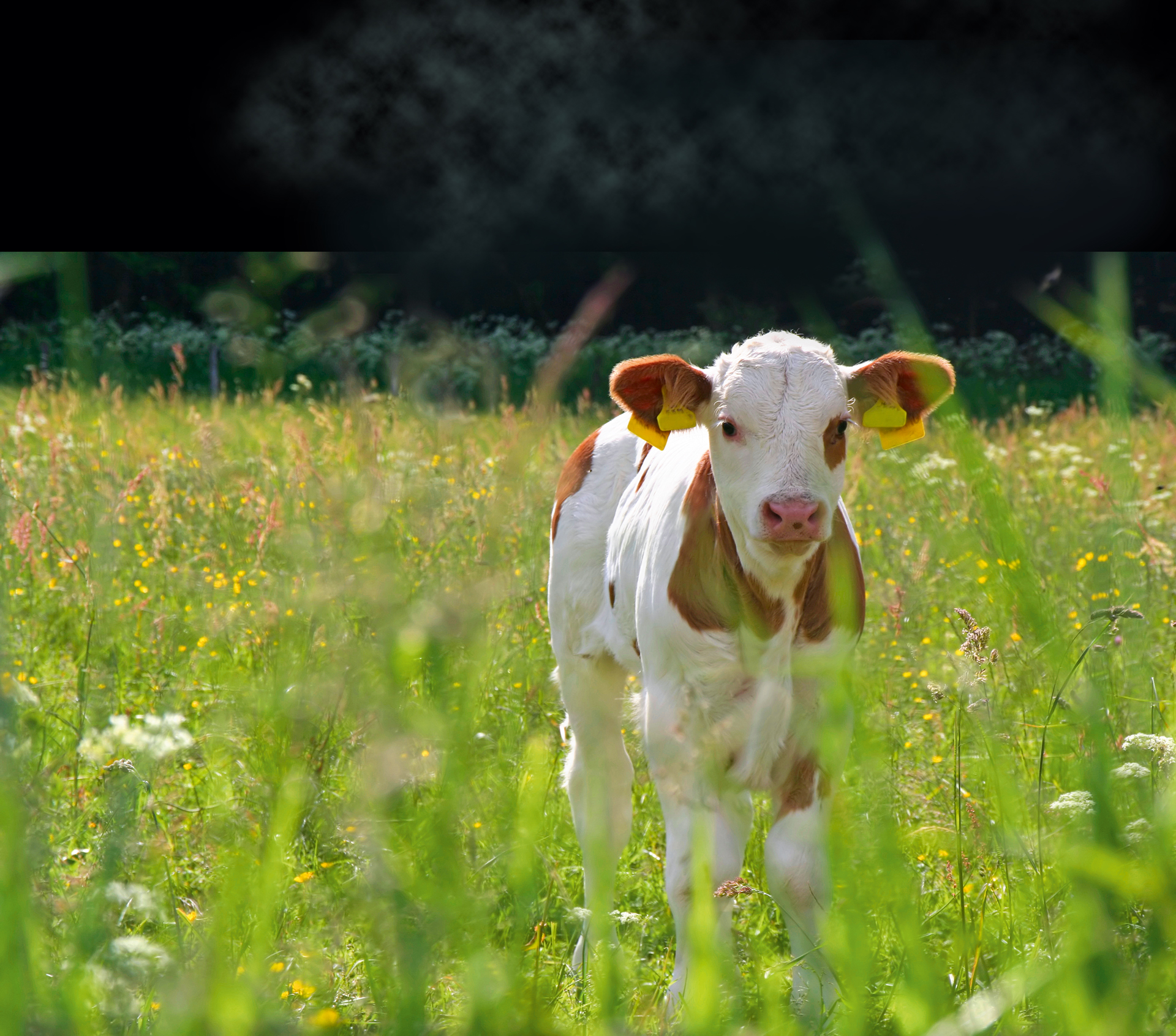 Kalb in der Wiese Probiotika und Präbiotika