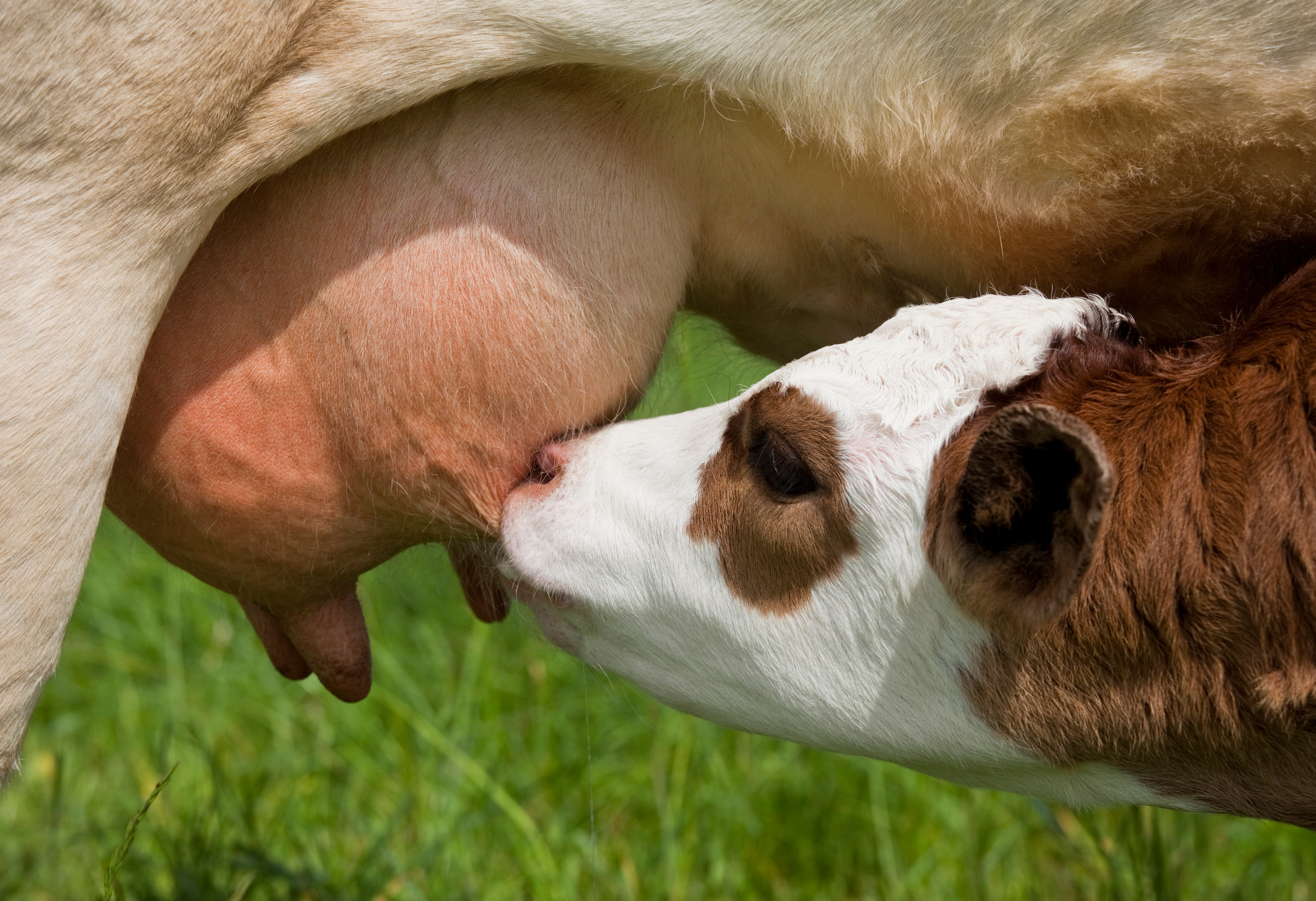 Kolostrumversorung beim Kalb