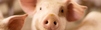 Schwein in Nahaufnahme Nahaufnahme eines Schweins mit großen Ohren und einem freundlichen Gesichtsausdruck.