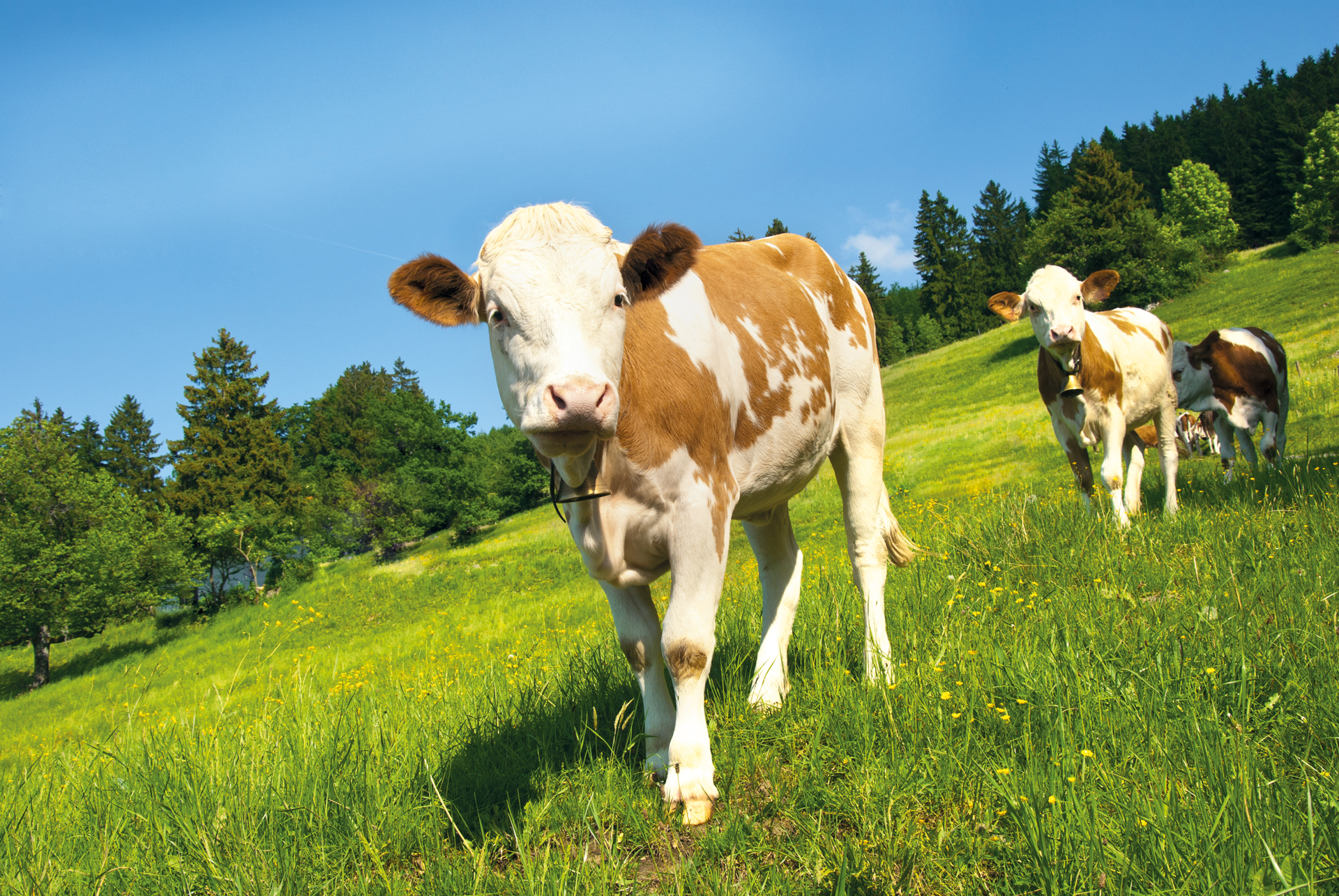 Kühe auf einer Wiese Eine braun-weiße Kuh geht auf einer grünen Wiese, umgeben von Bäumen und Gras.