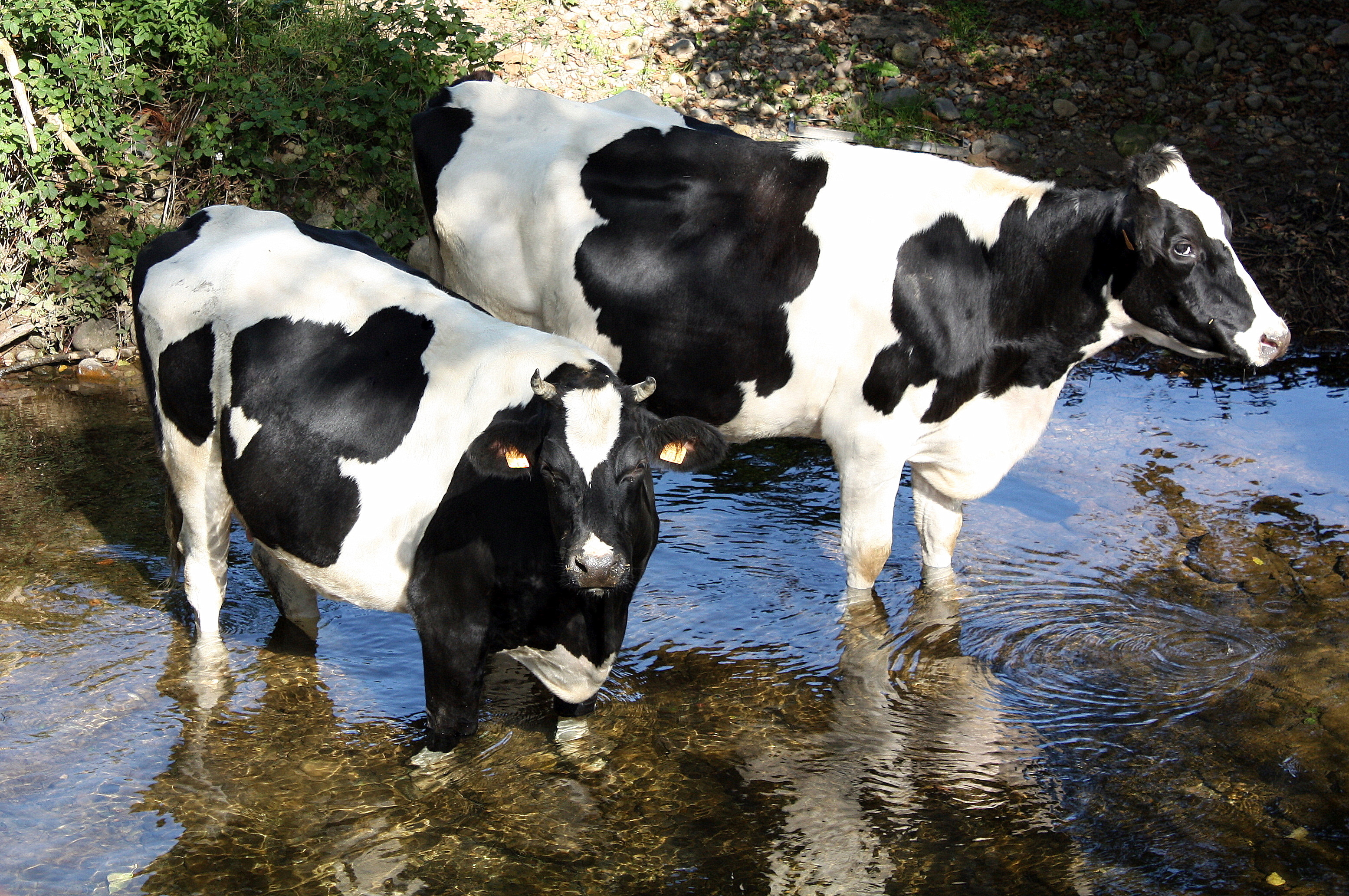 Kühe im Wasser Zwei schwarz-weiße Kühe stehen im Wasser eines Baches.