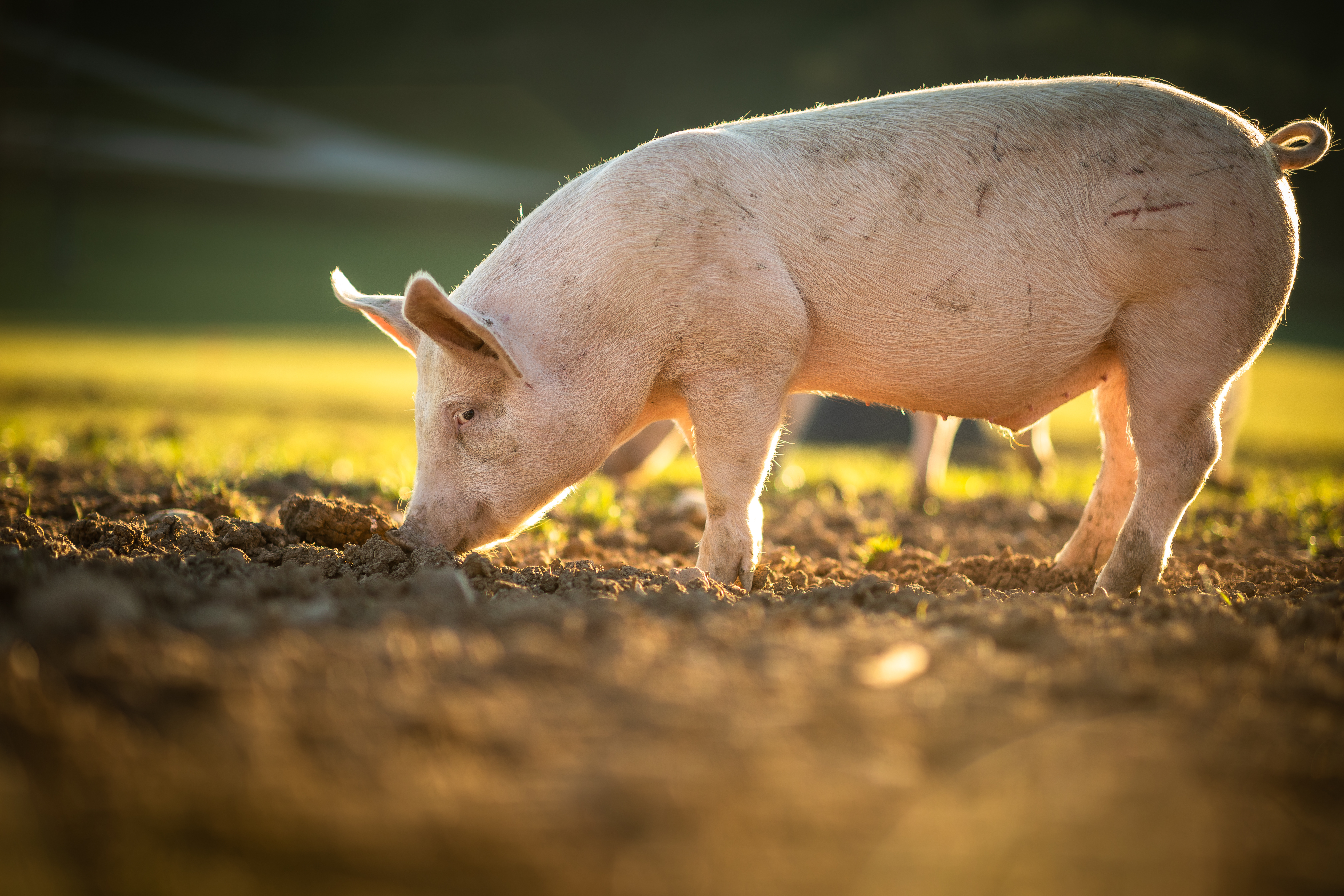 Schwein auf dem Feld Ein Schwein, das auf einem Feld nach Nahrung sucht, im warmen Licht der Abendsonne.
