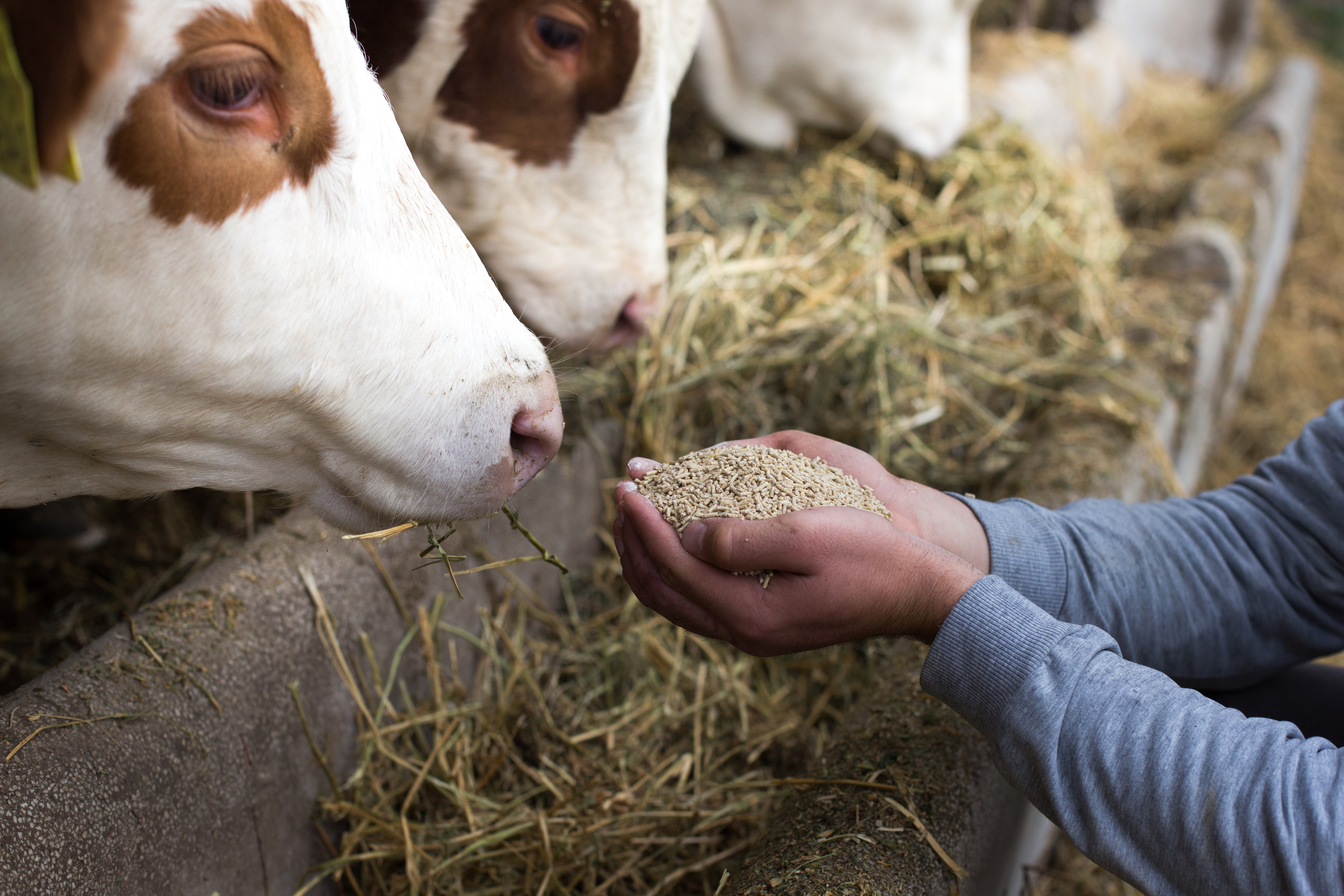 Landwirt füttert Kühe Ein Landwirt füttert Kühe mit Futter aus der Hand.