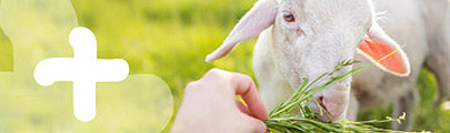 Schaf wird gefüttert Eine Hand füttert ein Schaf mit frischem Gras auf einer grünen Wiese.